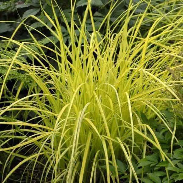 Carex Elata 'Bowles Golden' Sedge (Bare Root)