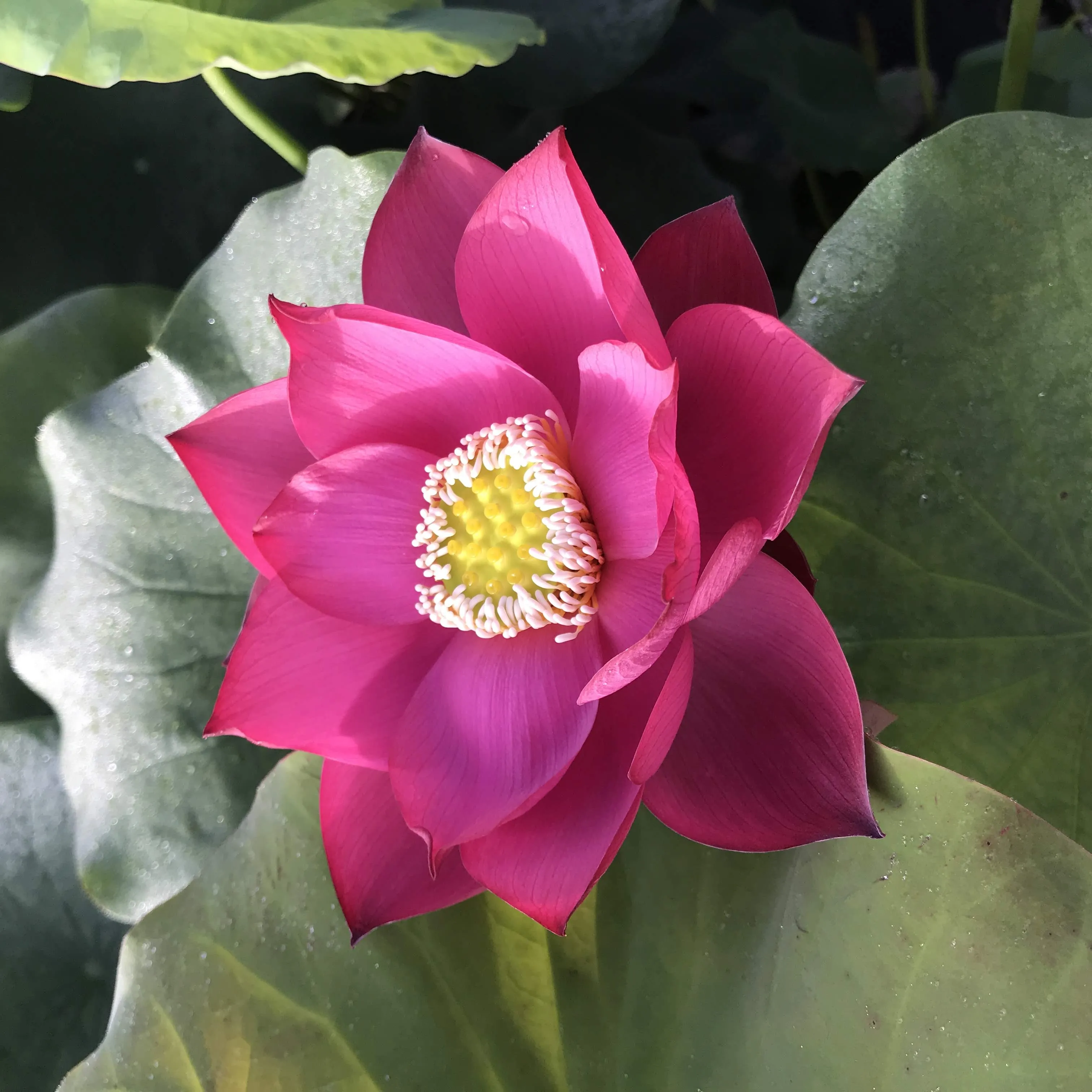 Cuddlin' Caroline Lotus <br> Stately, Brilliant- Red Blooms