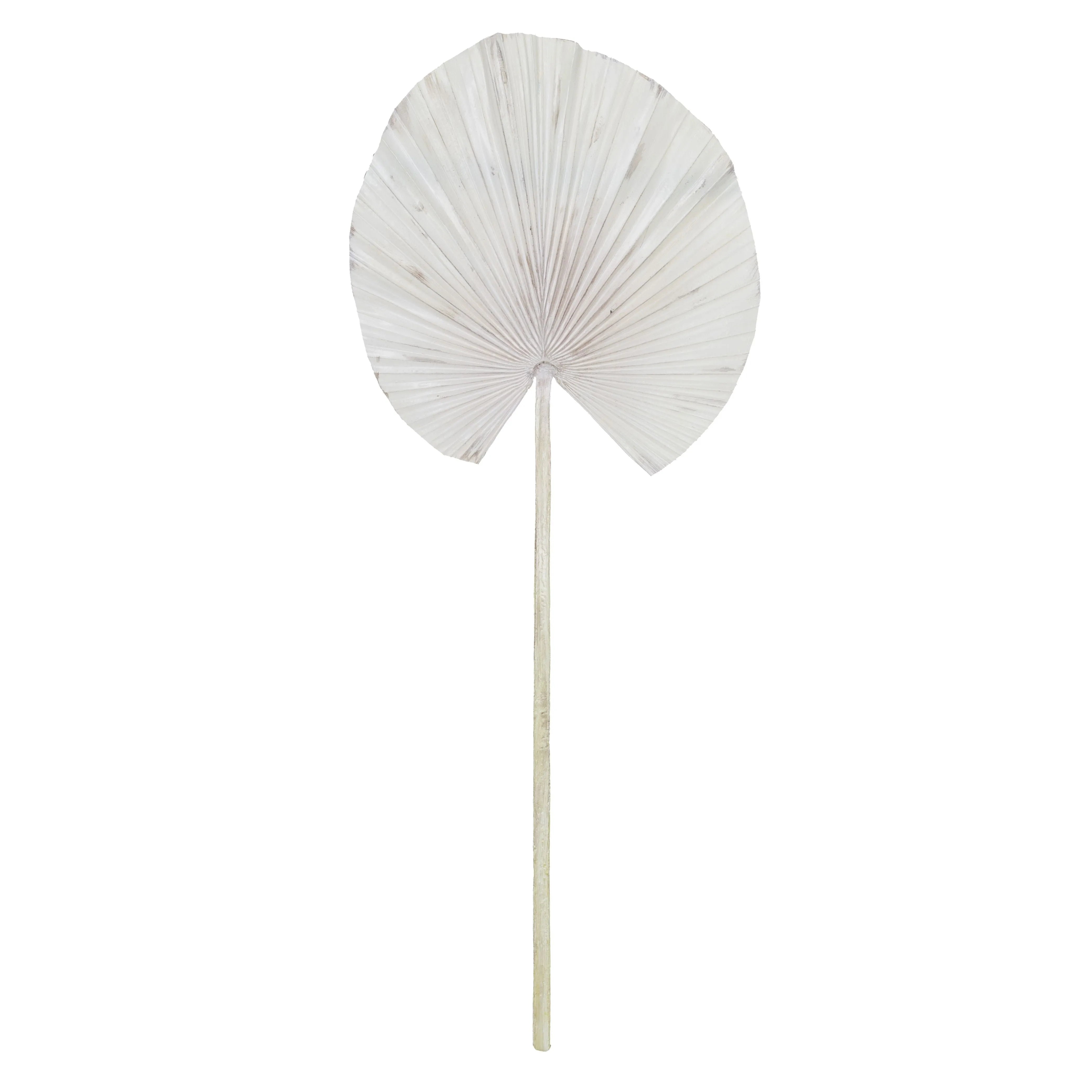 Deco Fan Palm 75cm White