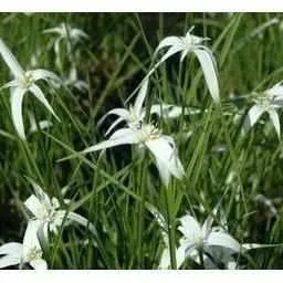 Dichromena Colorata - Star Grass (Bare Root)