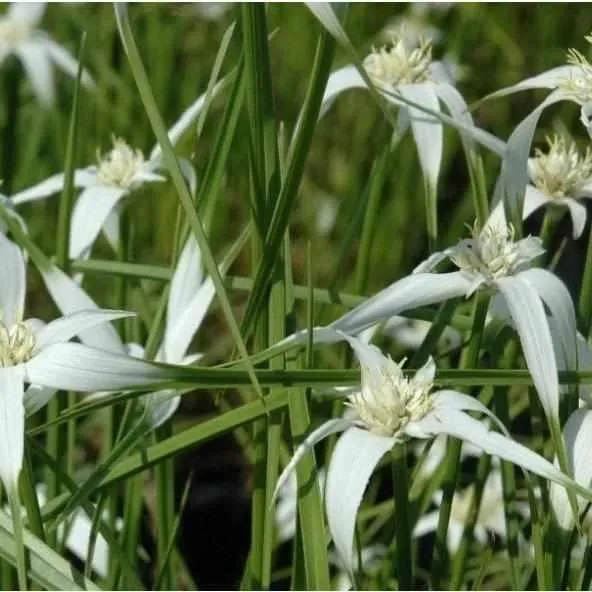 Dichromena Colorata - Star Grass (Bare Root)