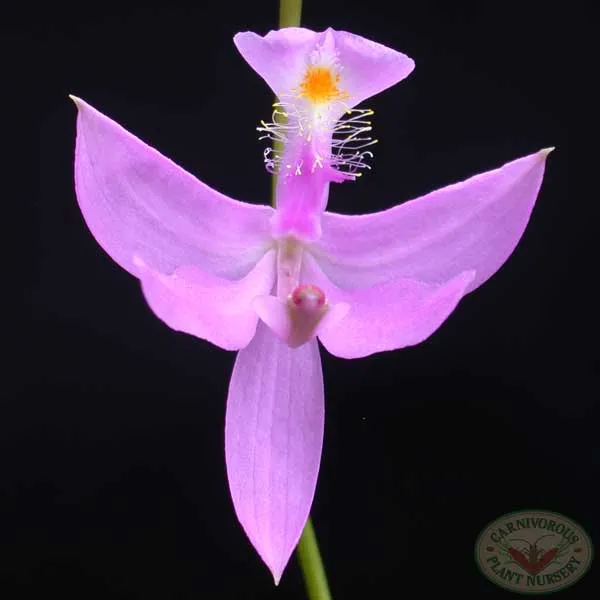 Grass Pink Orchid