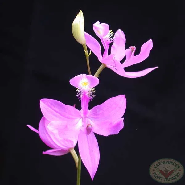 Grass Pink Orchid