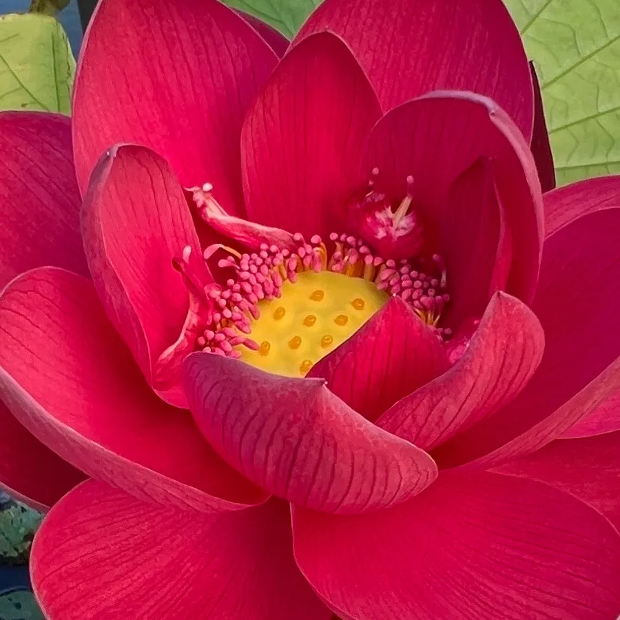 Happy Lover Lotus