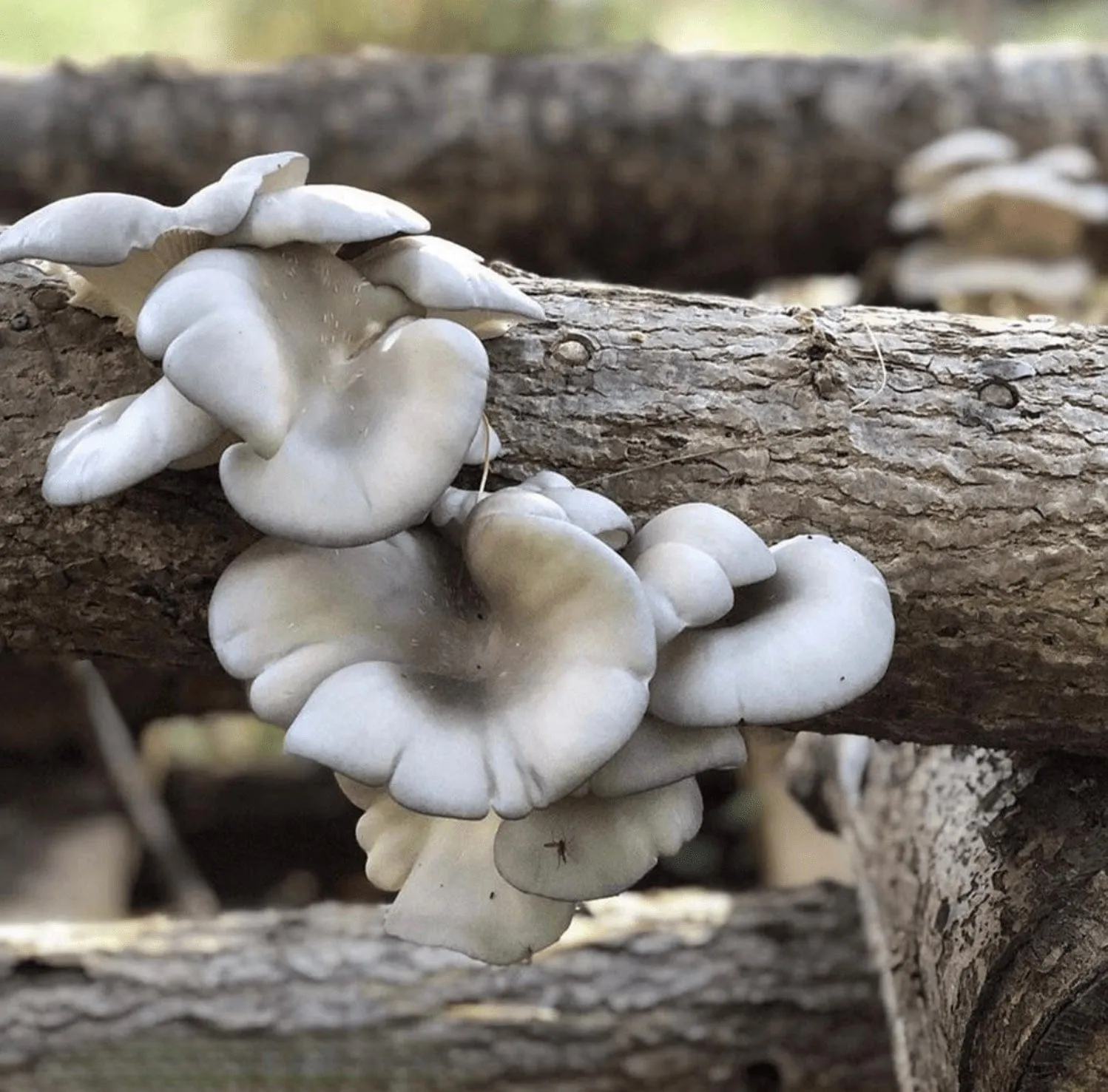 Organic Blue Oyster Mushroom Plug Spawn