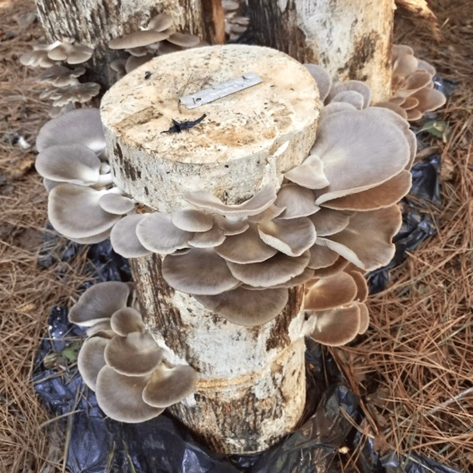 Organic Italian Oyster Mushroom Plug Spawn