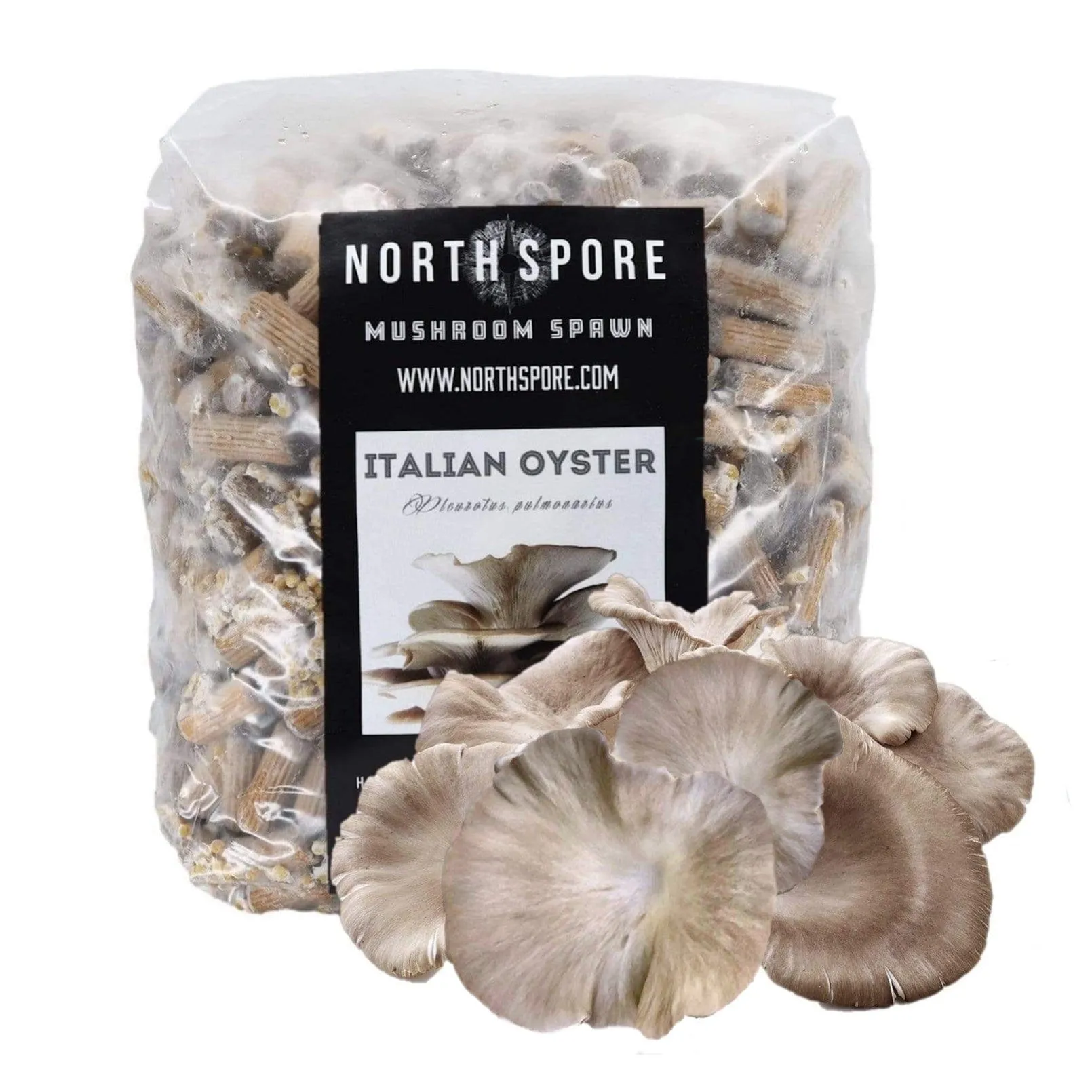 Organic Italian Oyster Mushroom Plug Spawn