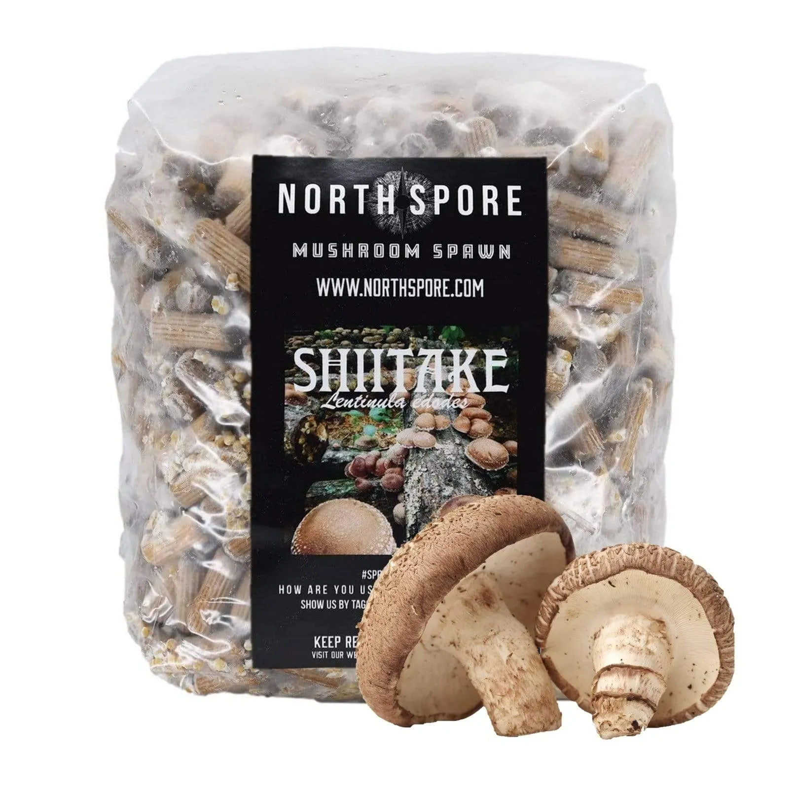 Organic Shiitake Mushroom Plug Spawn