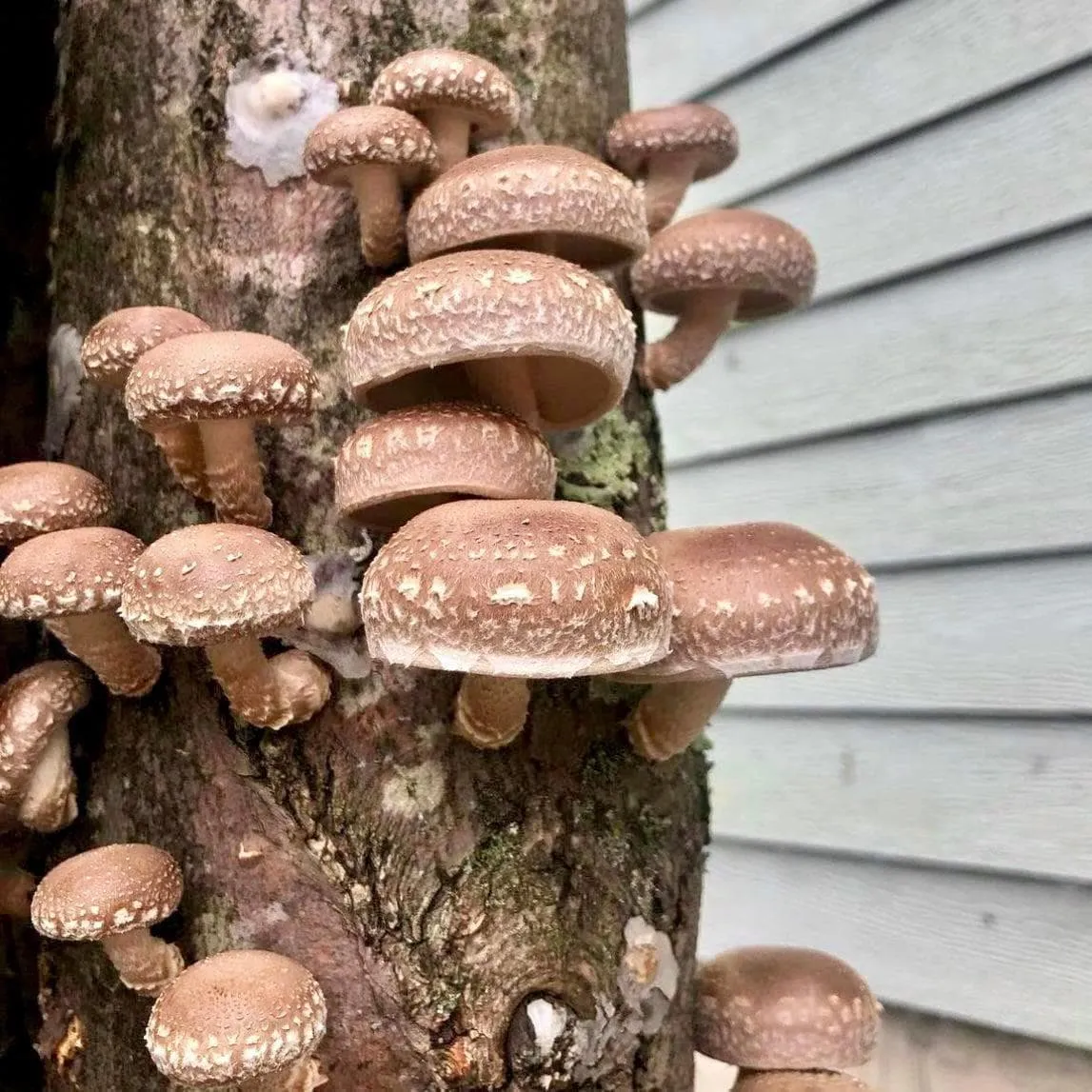 Organic Shiitake Mushroom Plug Spawn