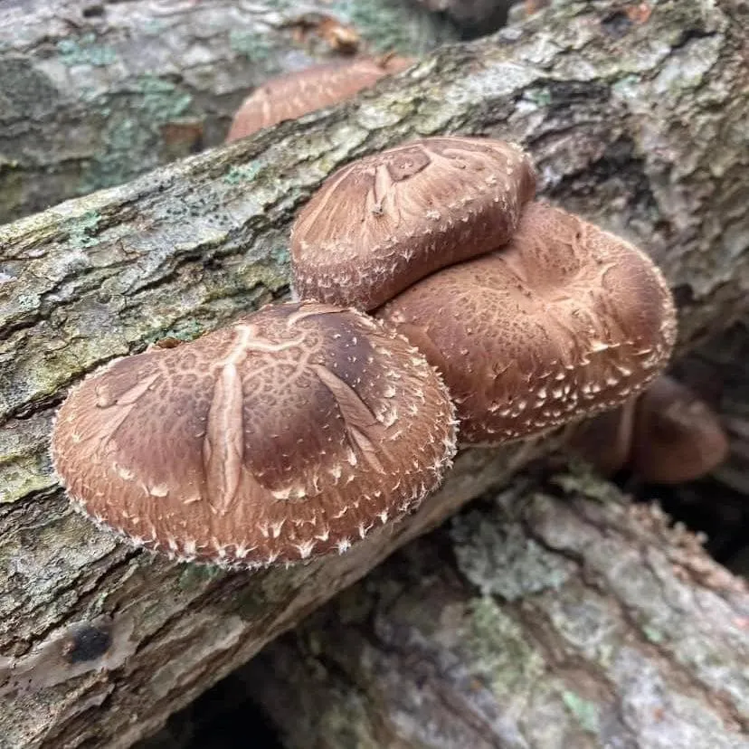 Organic Shiitake Mushroom Plug Spawn