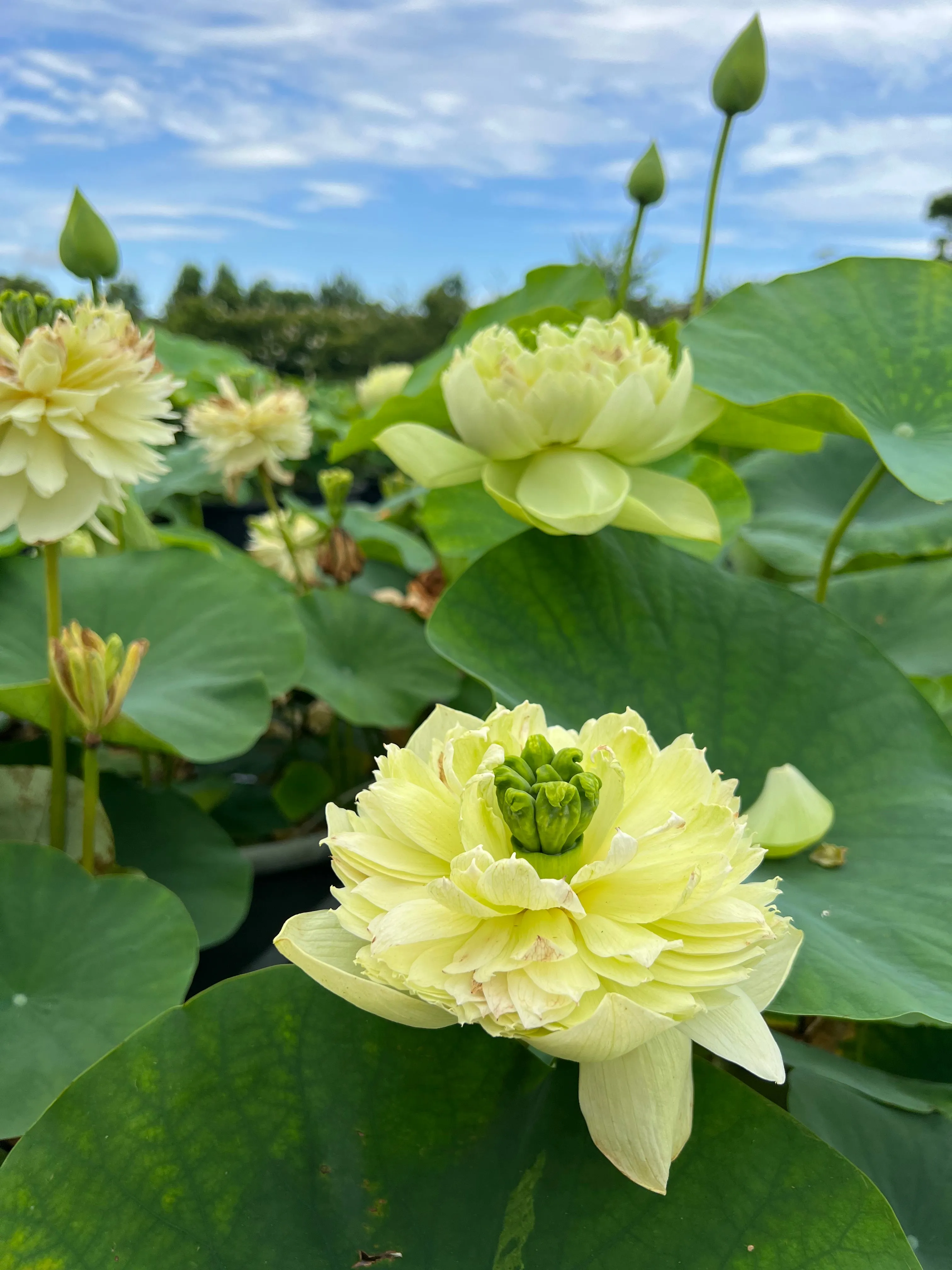 Prairie Dream Lotus