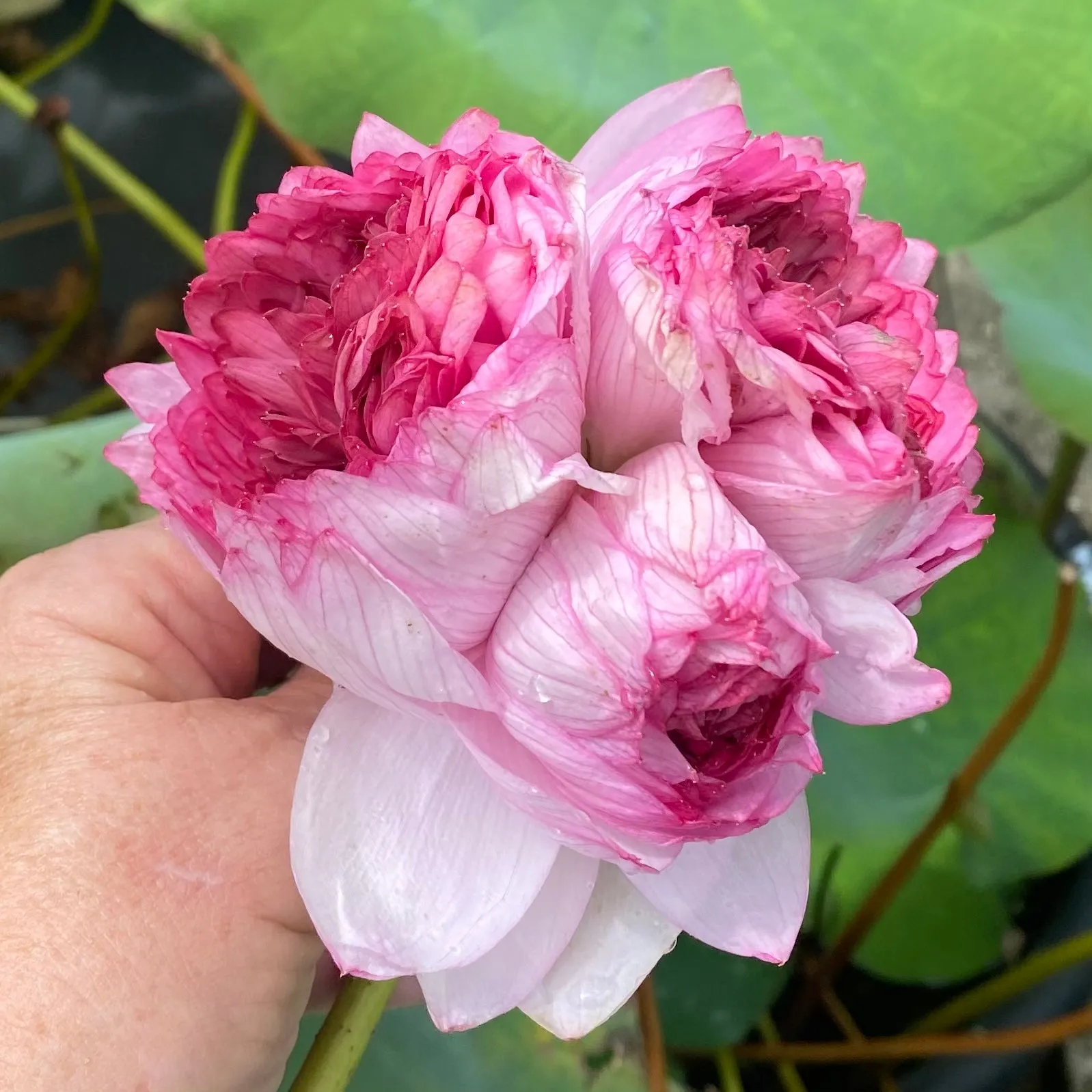 Traditional Thousand Petals Lotus <br> Stunning, multi-hearted blooms!