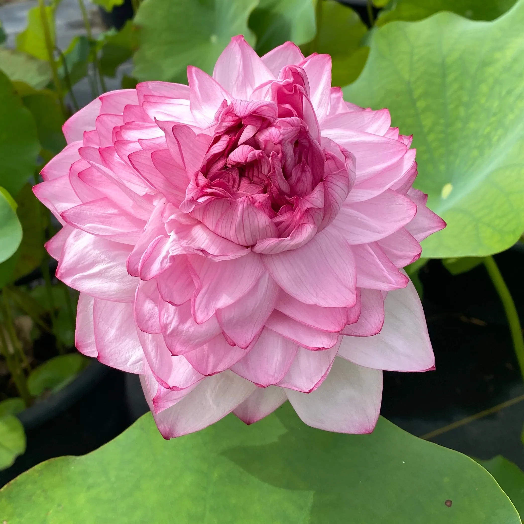 Traditional Thousand Petals Lotus <br> Stunning, multi-hearted blooms!