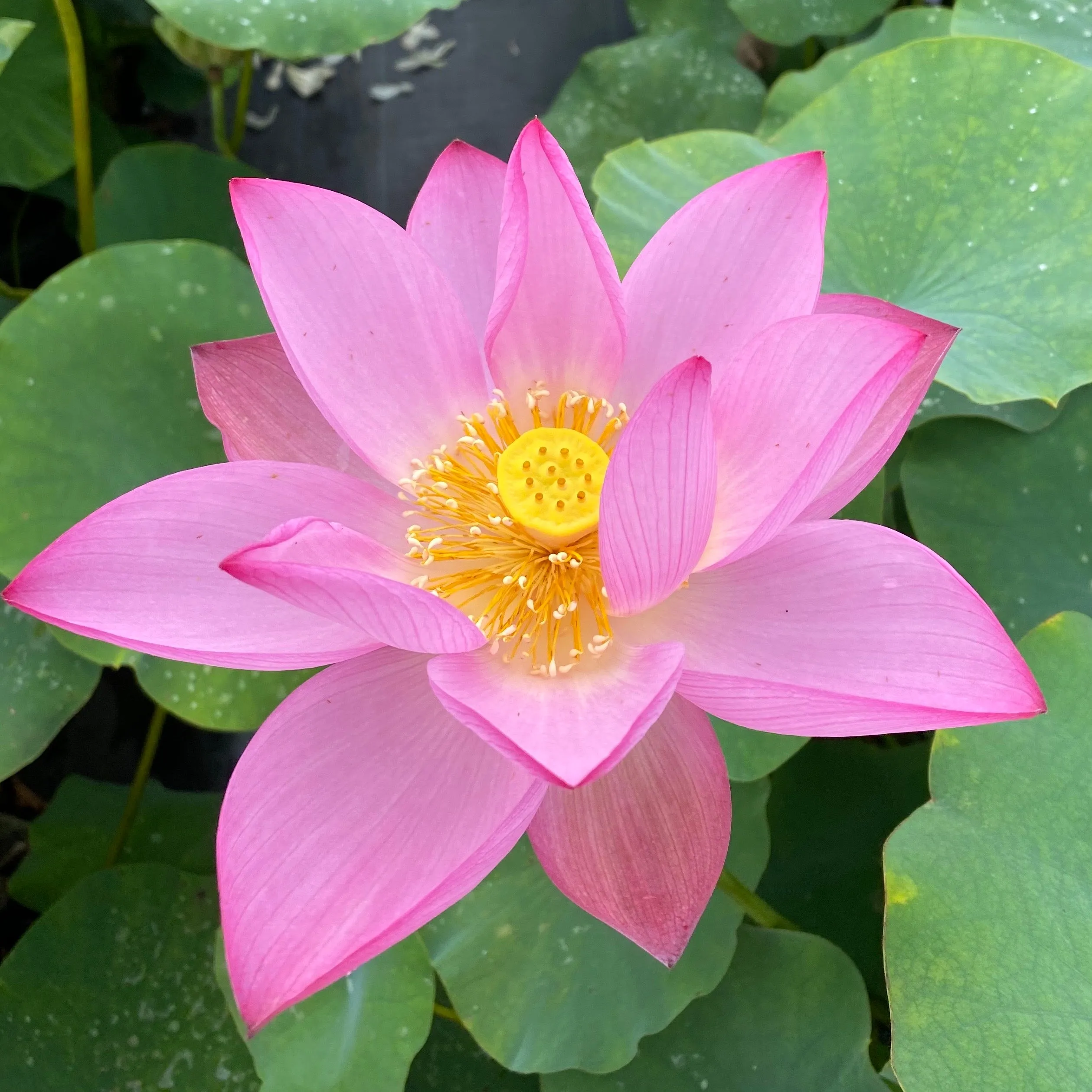 Twilight Lotus