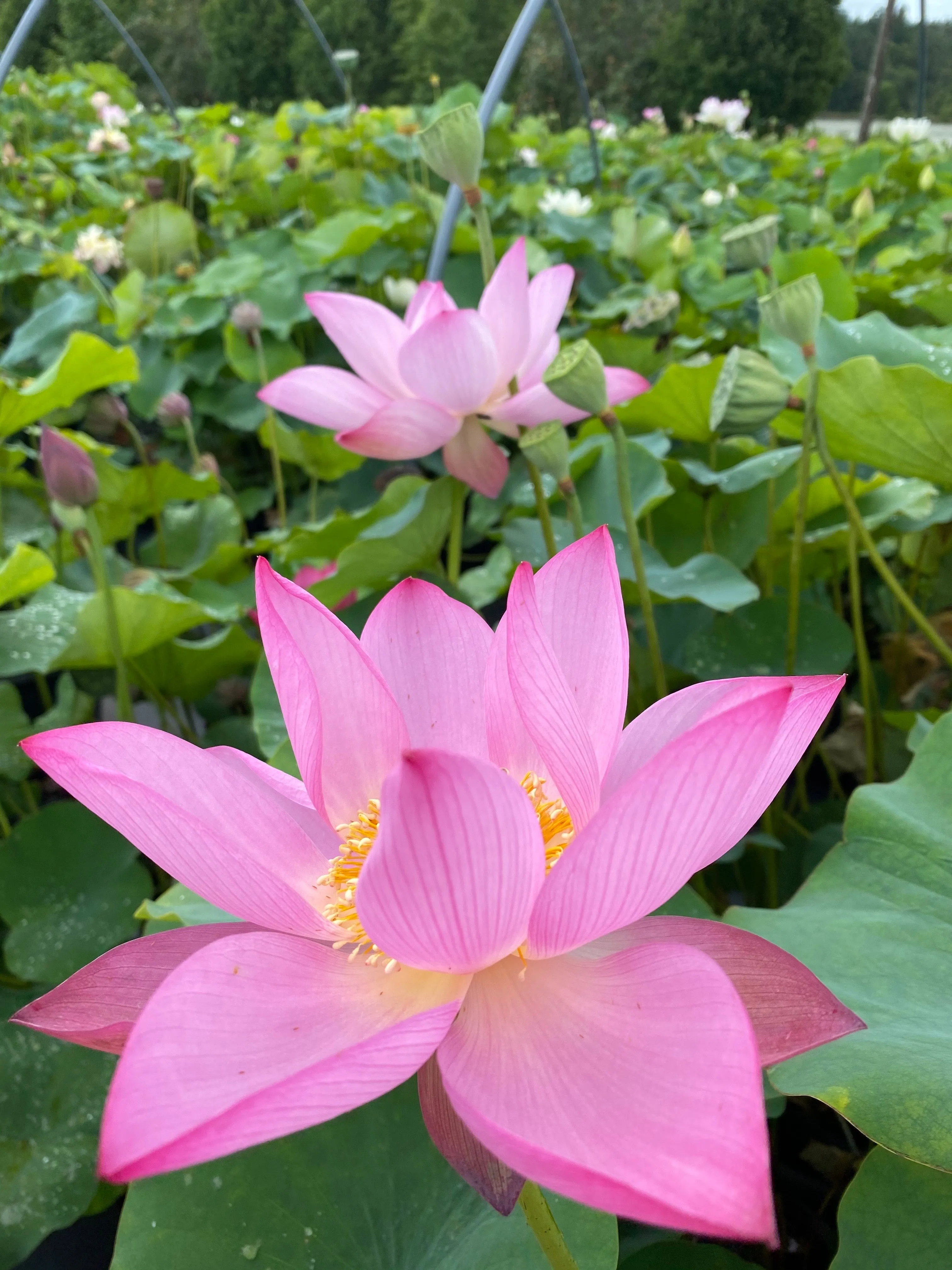 Twilight Lotus