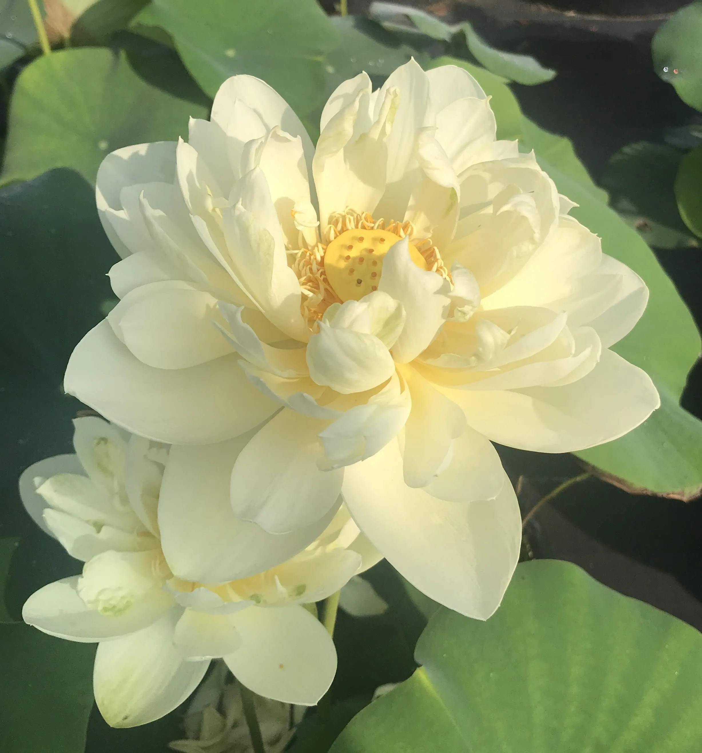 White Chrysanthemum Lotus <br>Ruffled, yellow blooms!