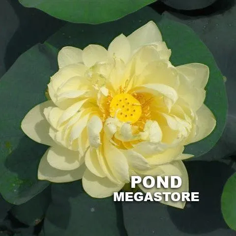 White Chrysanthemum Lotus <br>Ruffled, yellow blooms!