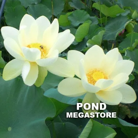 Yellow Bird Lotus <br> Incredible, Large blooms!